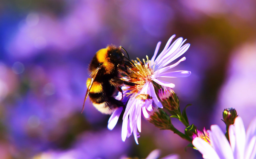 How important are the bees? Can we live without them?